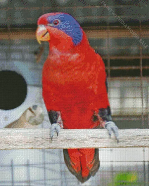 Black Winged Lory Bird Diamond Painting