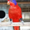 Black Winged Lory Bird Diamond Painting