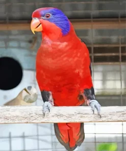 Black Winged Lory Bird Diamond Painting