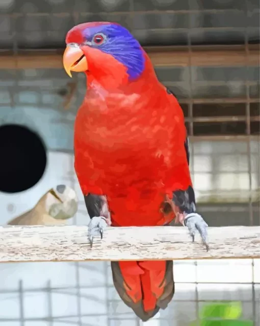 Black Winged Lory Bird Diamond Painting