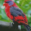 Black Winged Lory Diamond Painting