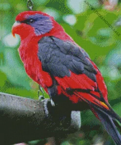 Black Winged Lory Diamond Painting