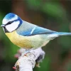 Blue Tit Diamond Painting