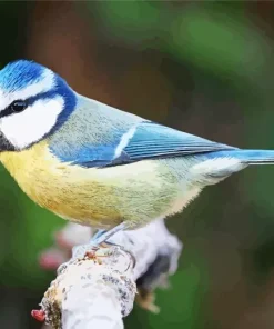 Blue Tit Diamond Painting