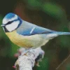 Blue Tit Diamond Painting