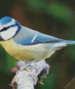 Blue Tit Diamond Painting