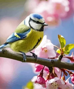 Blue Tit And Blossoms Diamond Painting