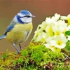 Blue Tit And Yellow Flowers Diamond Painting