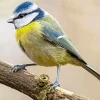Blue Tit Bird Diamond Painting
