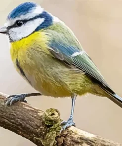 Blue Tit Bird Diamond Painting