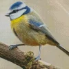 Blue Tit Bird Diamond Painting