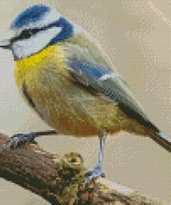 Blue Tit Bird Diamond Painting