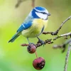 Blue Tit Bird On A Branch Diamond Painting