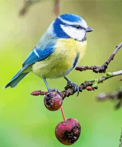 Blue Tit Bird On A Branch Diamond Painting