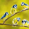 Blue Tit Birds Diamond Painting