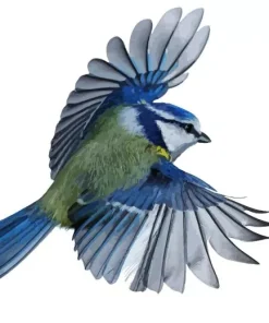 Blue Tit Flying Diamond Painting