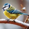 Blue Tit In Snow Diamond Painting