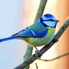 Blue Tit On A Branch Diamond Painting