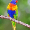 Blue Fronted Lorikeet Diamond Painting