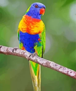 Blue Fronted Lorikeet Diamond Painting