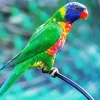 Blue Fronted Lorikeet Bird Diamond Painting