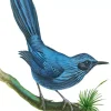 Blue Mockingbird Art Diamond Painting