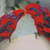 Blue Streaked Lory Birds Diamond Painting