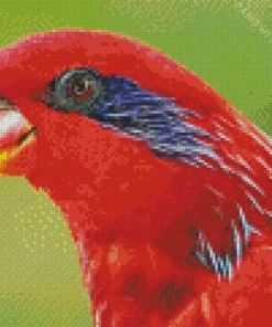 Blue Streaked Lory Diamond Painting