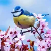 Blue Tit And Blossom Diamond Painting