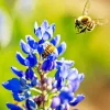 Bluebonnet And Bees Diamond Painting