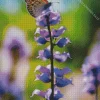 Bluebonnet And Butterfly Diamond Painting