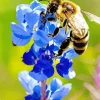 Bluebonnet Flower And Honey Bee Diamond Painting