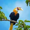 Blyths Hornbill Diamond Painting