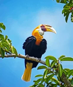 Blyths Hornbill Diamond Painting