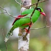 Bornean Green Magpie Diamond Painting