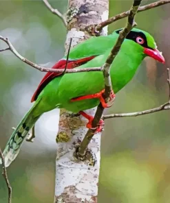 Bornean Green Magpie Diamond Painting