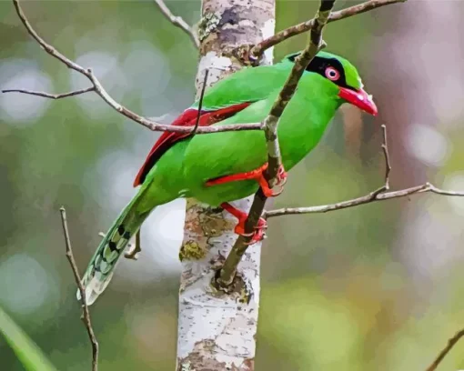 Bornean Green Magpie Diamond Painting