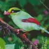 Bornean Green Magpie Bird Diamond Painting