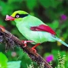 Bornean Green Magpie Bird Diamond Painting