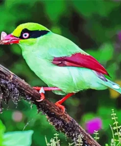 Bornean Green Magpie Bird Diamond Painting