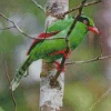 Bornean Green Magpie Diamond Painting