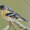 Brambling Bird Diamond Painting