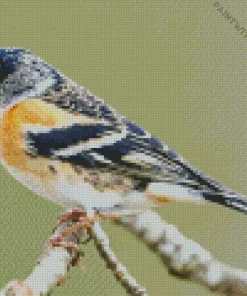 Brambling Bird Diamond Painting