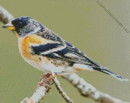 Brambling Bird Diamond Painting