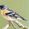 Brambling Bird Diamond Painting