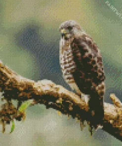 Broad Winged Hawk Diamond Painting