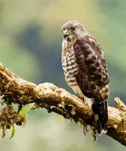 Broad Winged Hawk Diamond Painting