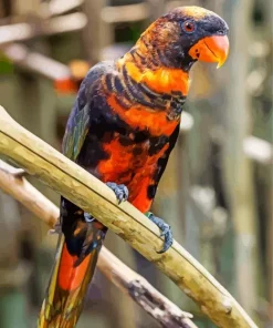 Brown Lory Diamond Painting