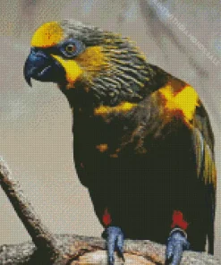 Brown Lory Bird Diamond Painting