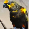 Brown Lory Bird Diamond Painting